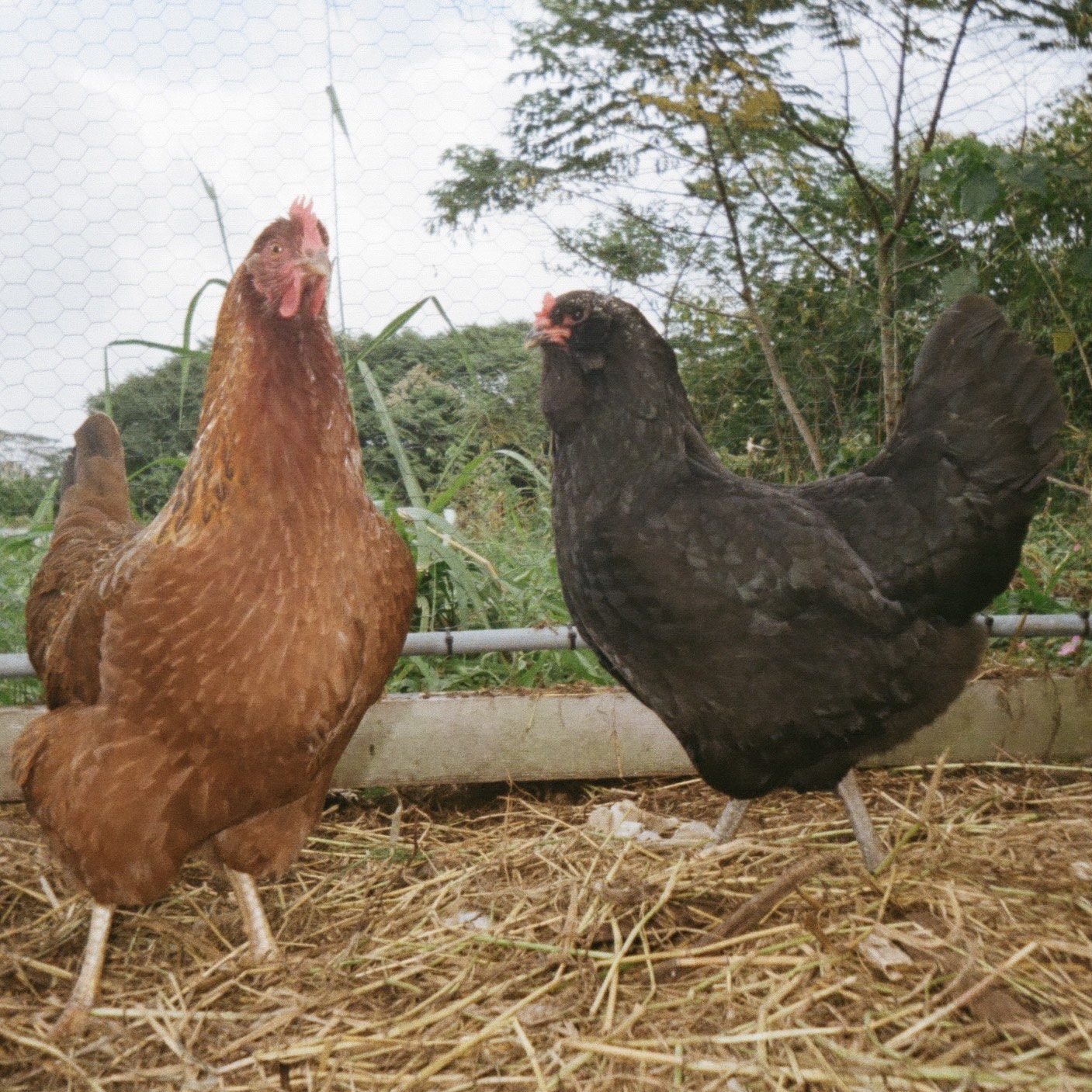 2 chickens pose in a cage
